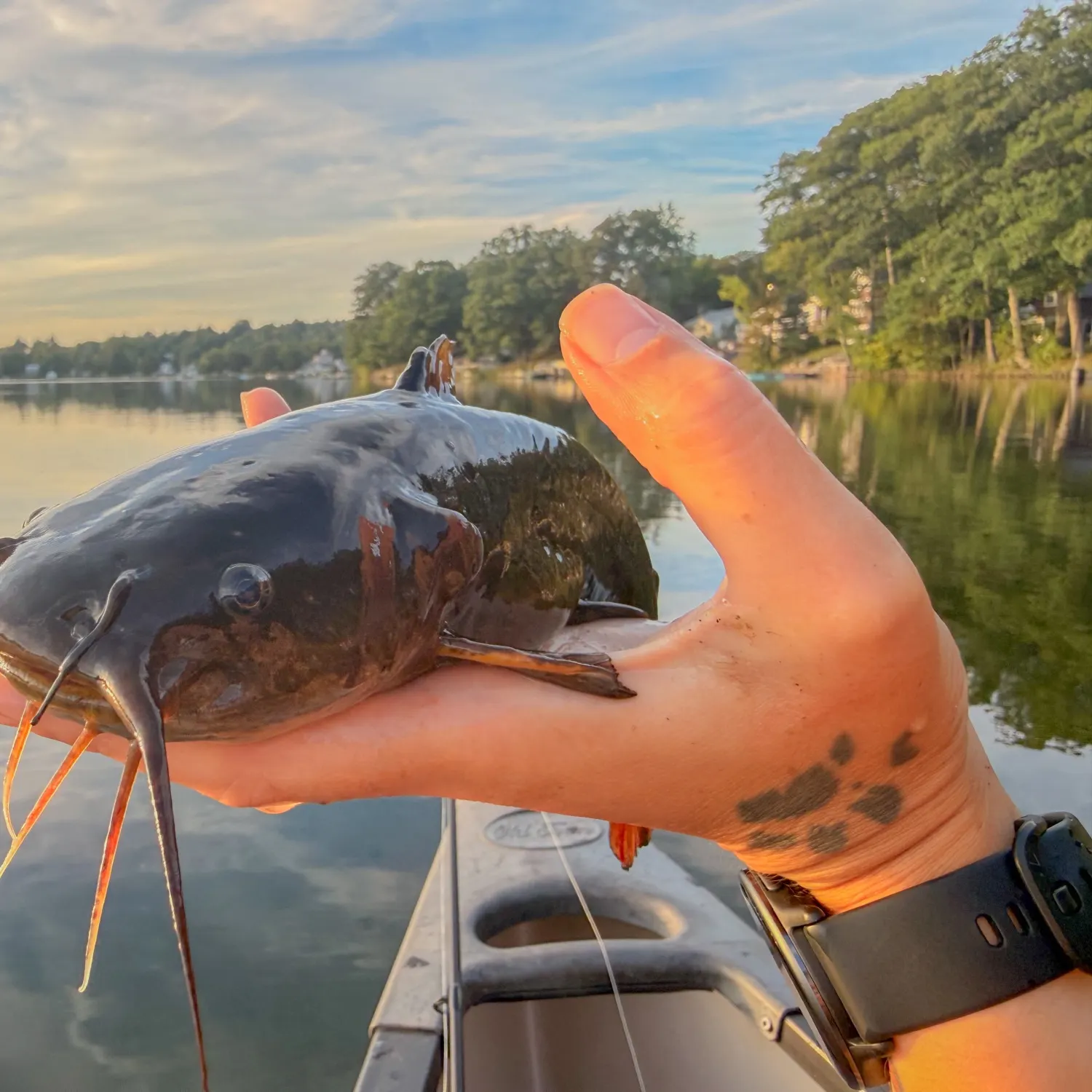 Black bullhead caught on Fishbrain