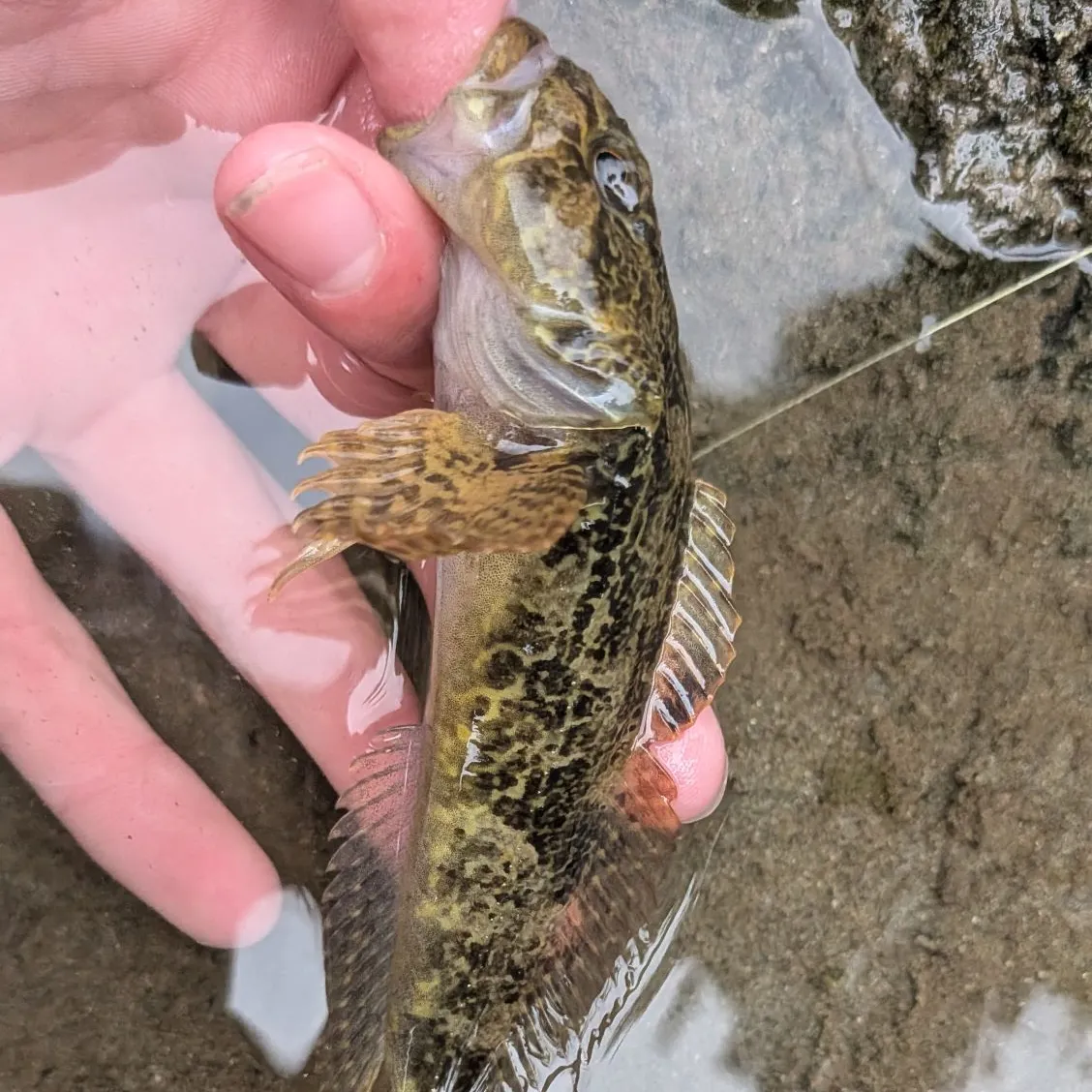 The most recent Prickly sculpin catches on Fishbrain