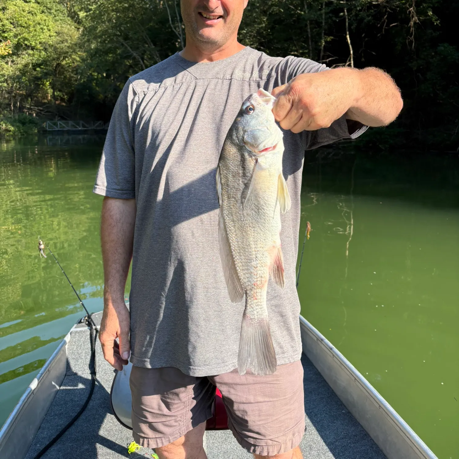 Freshwater drum caught on Fishbrain
