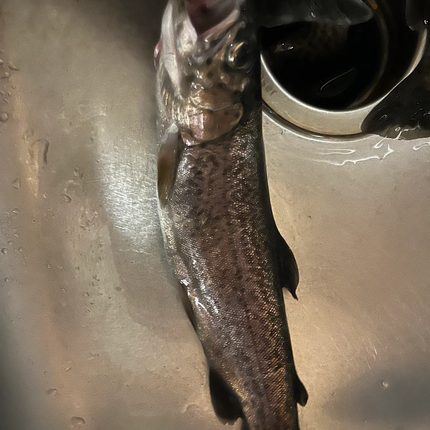 Rainbow trout caught on Fishbrain