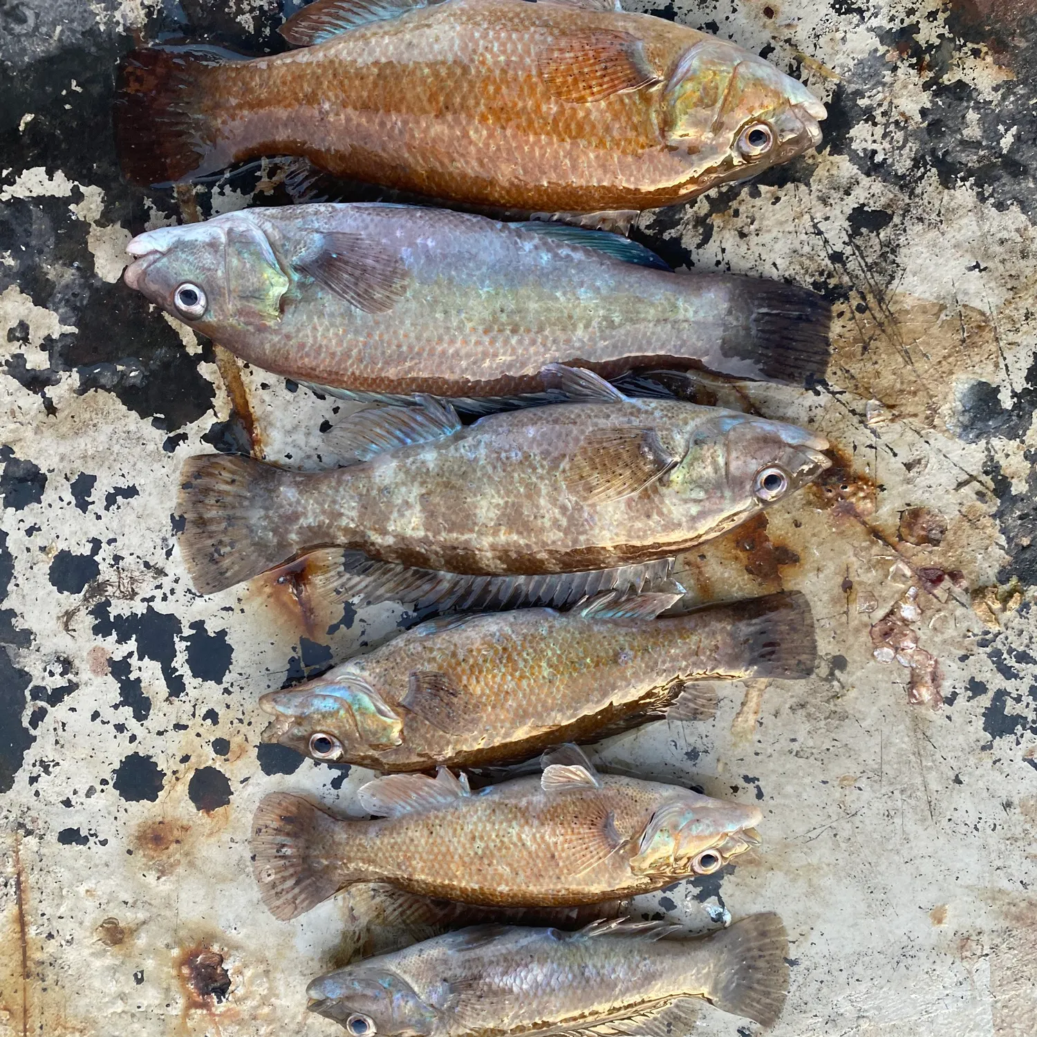 recently logged catches