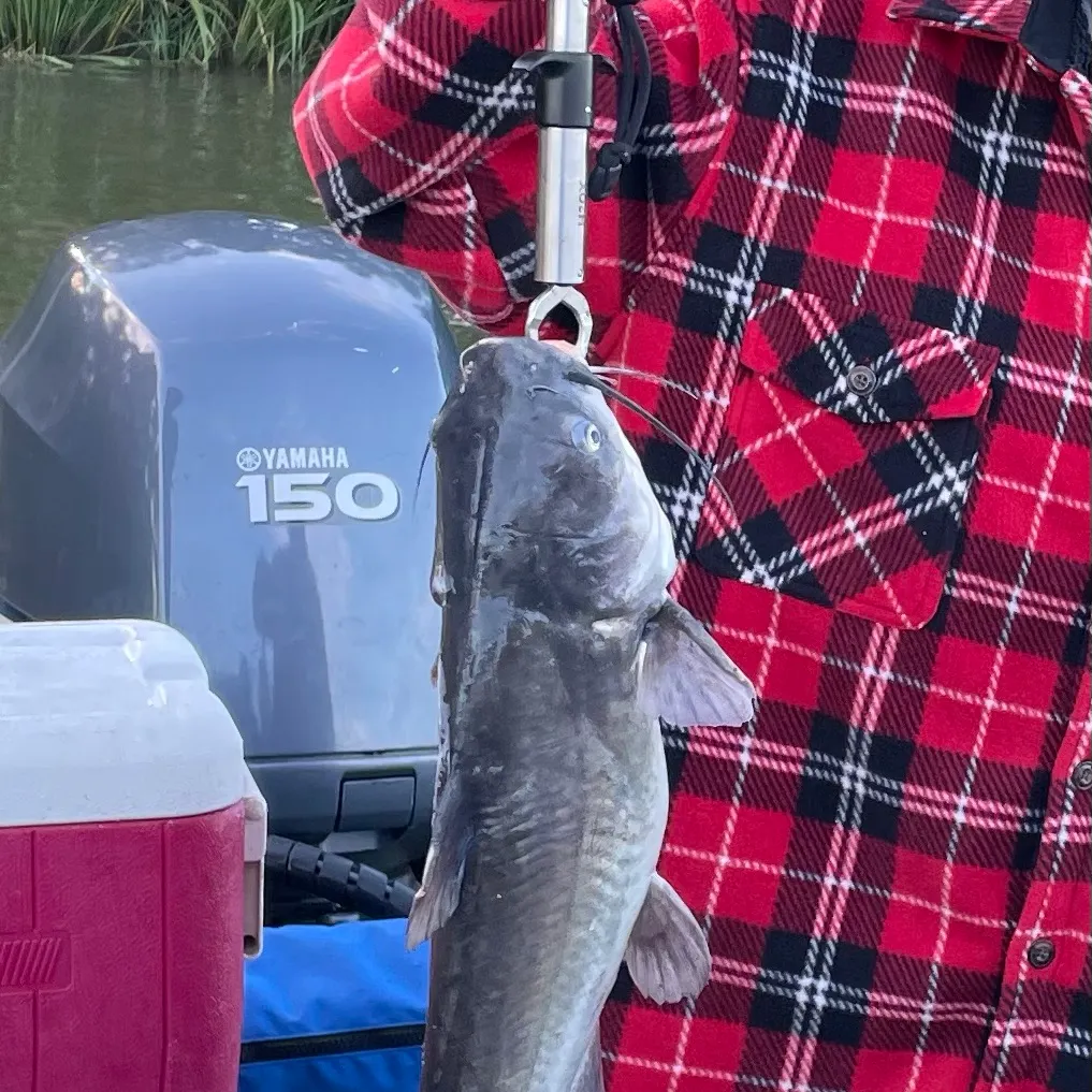 Channel catfish caught on Fishbrain