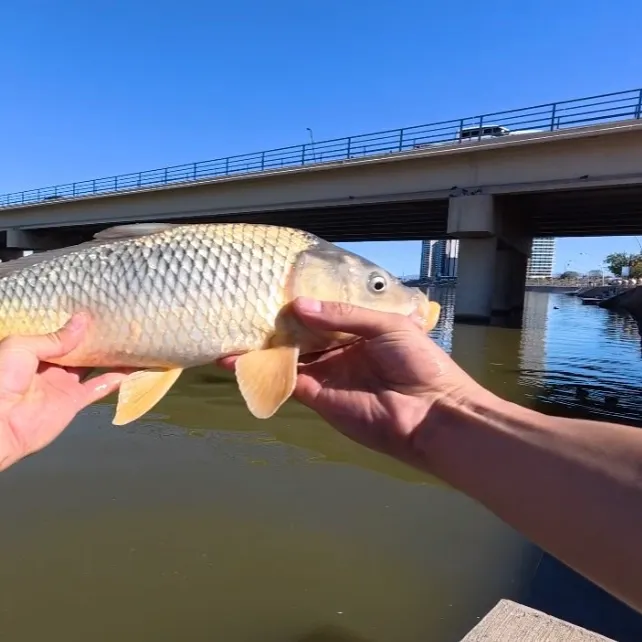 The most recent Ghost carp catches on Fishbrain