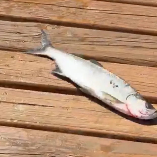 Tarpon caught on Fishbrain