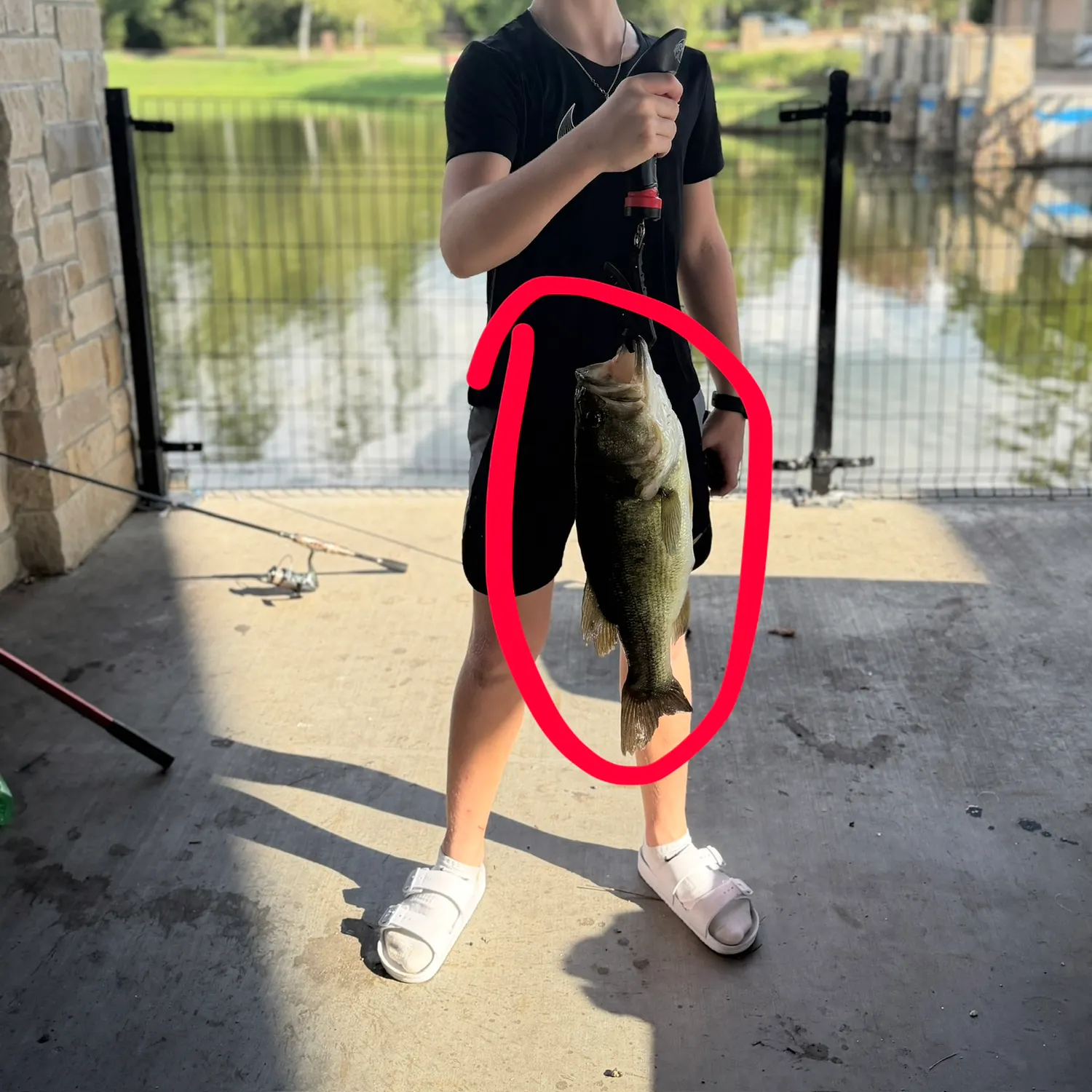 Largemouth bass caught on Fishbrain