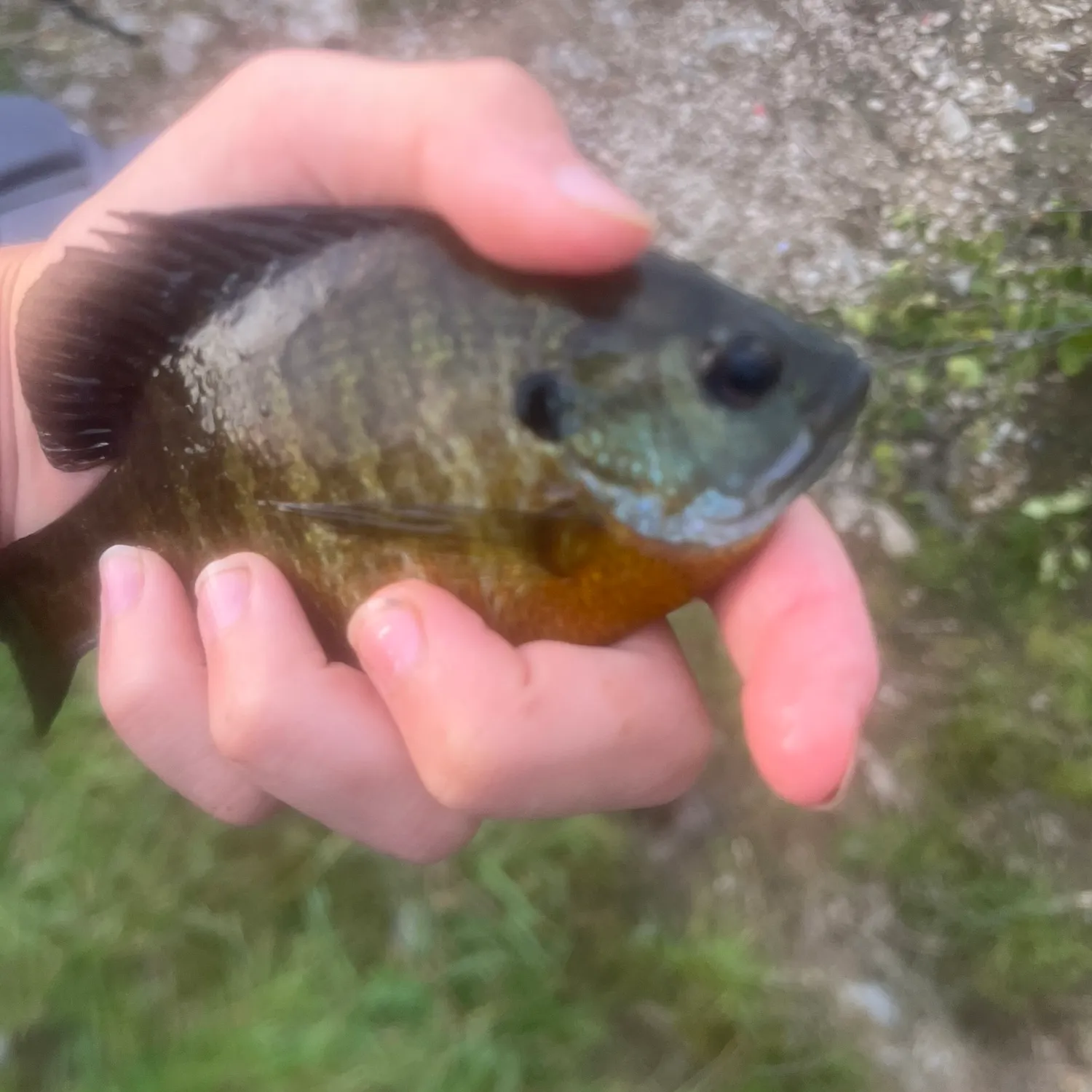 Bluegill caught on Fishbrain