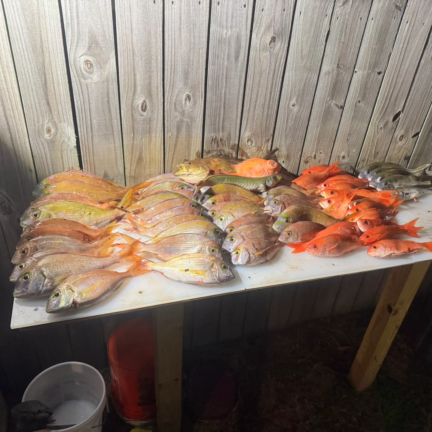 The most recent Common seabream catches on Fishbrain