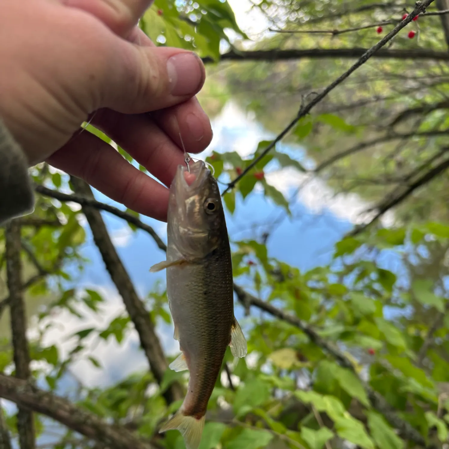 Creek chub caught on Fishbrain