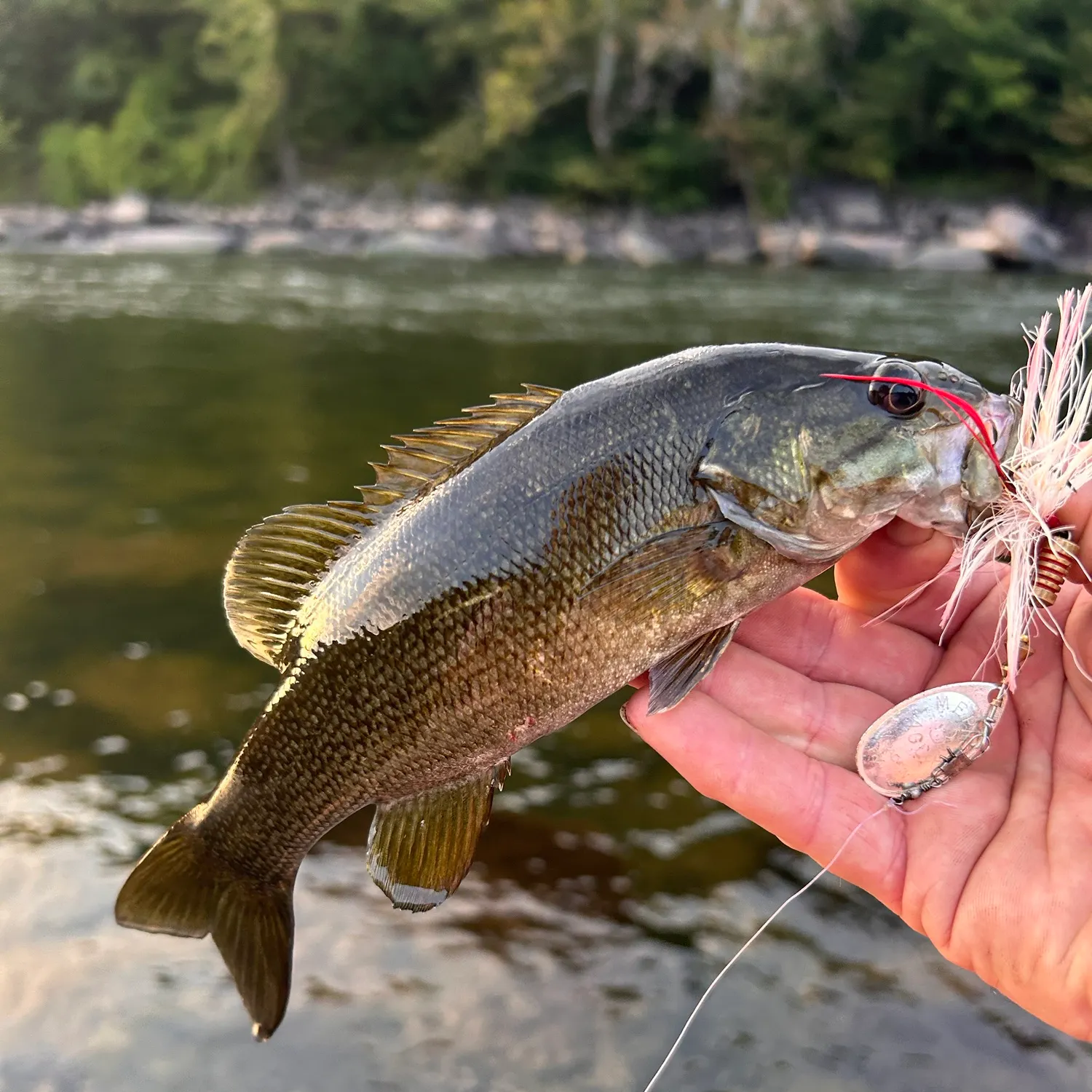 Smallmouth bass caught on Fishbrain