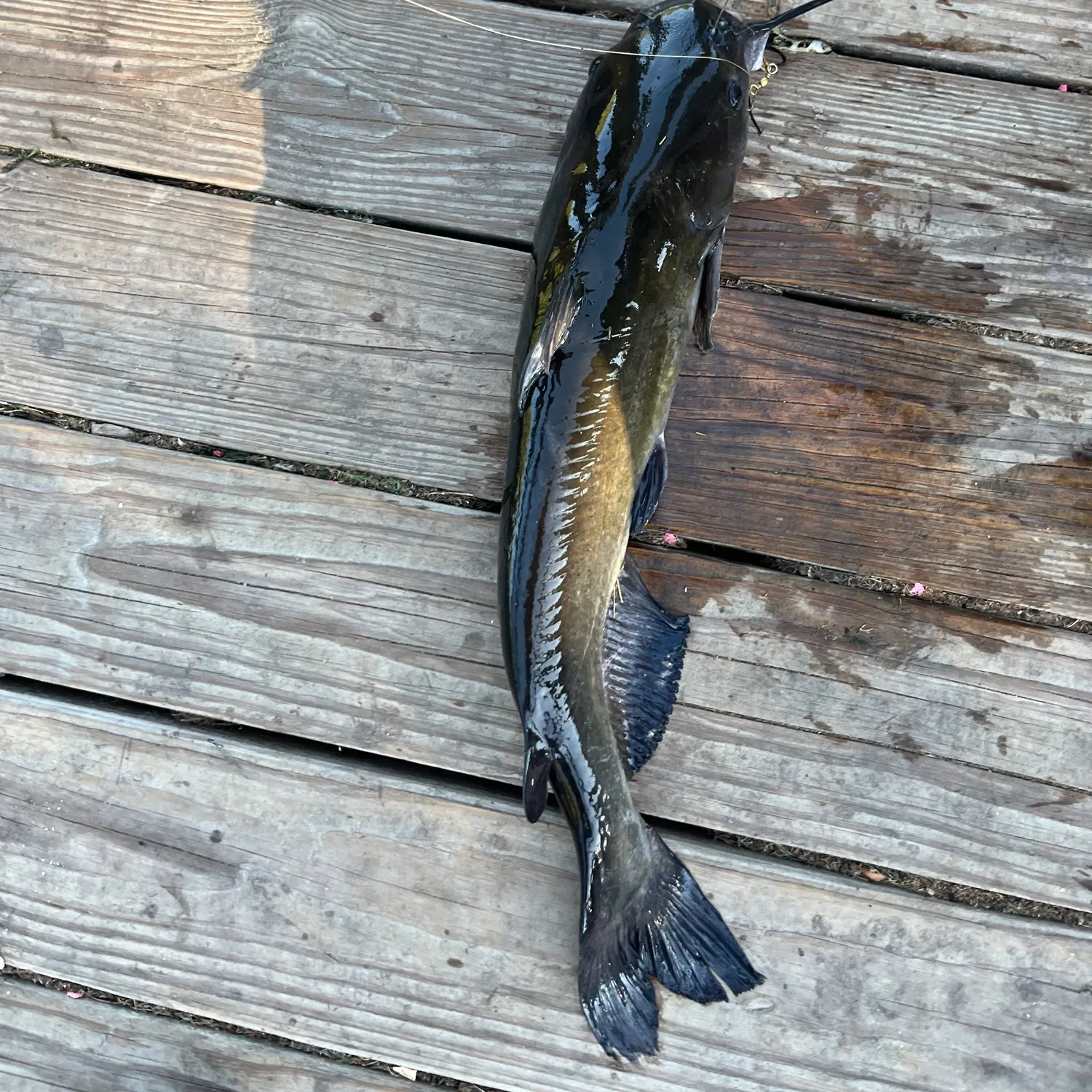 Black bullhead caught on Fishbrain