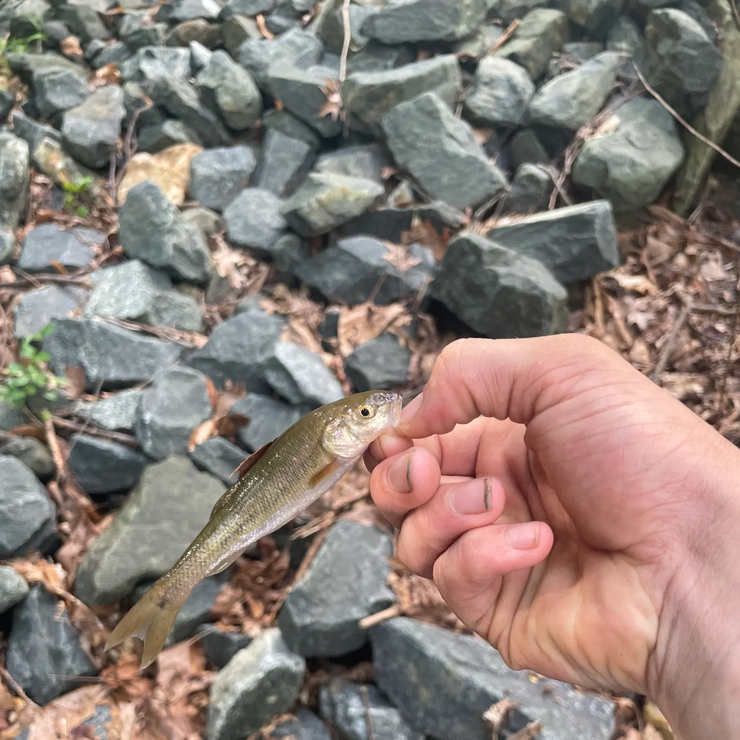 The most recent Creek chub catches on Fishbrain