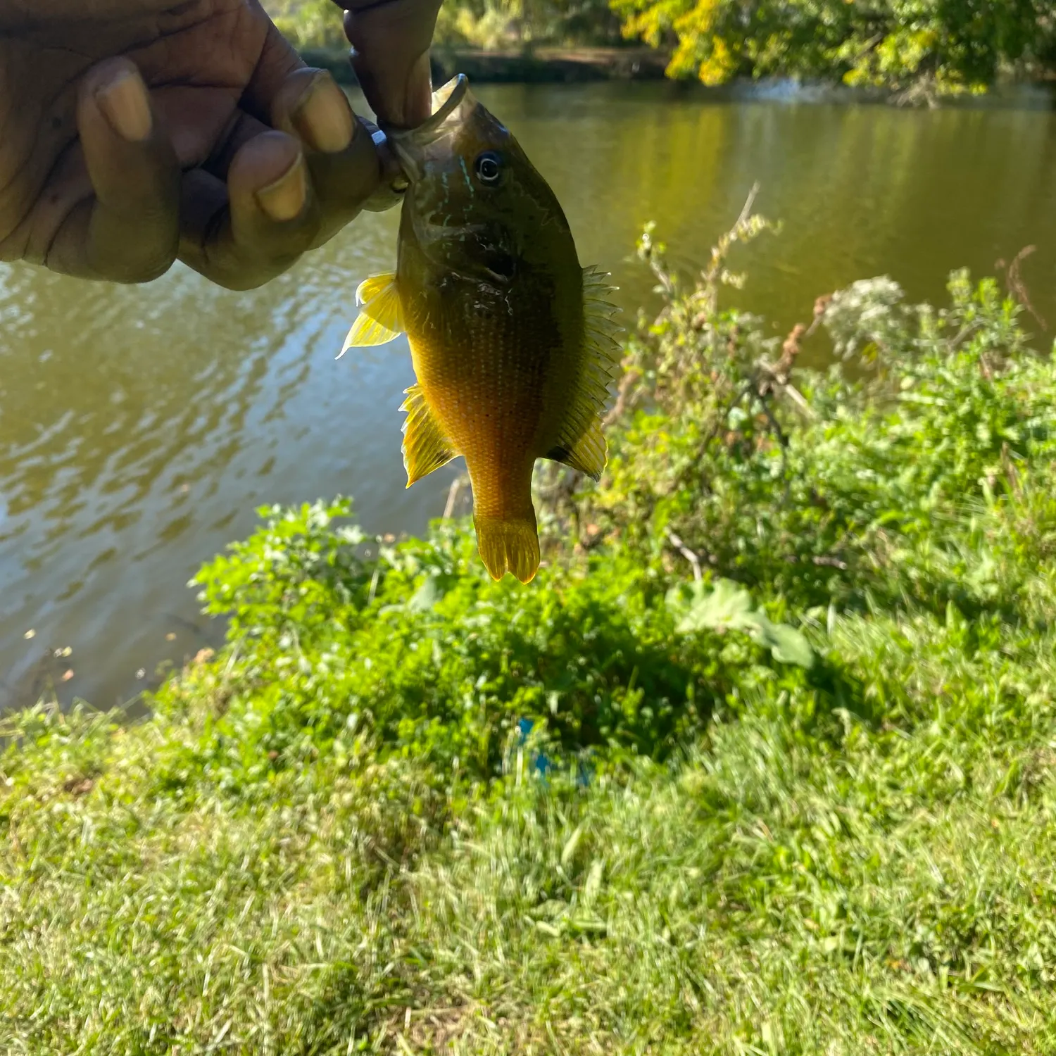 Green sunfish caught on Fishbrain