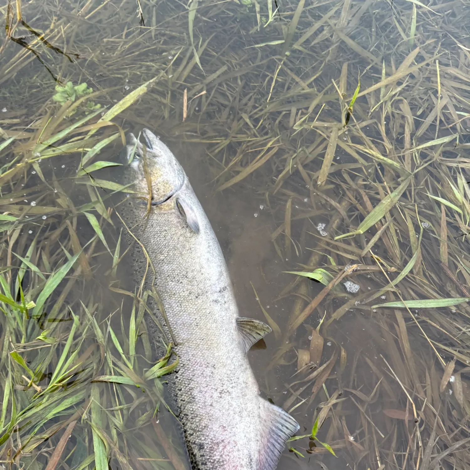 Chinook salmon caught on Fishbrain