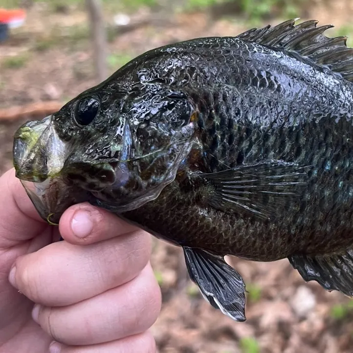 The most recent Warmouth catches on Fishbrain