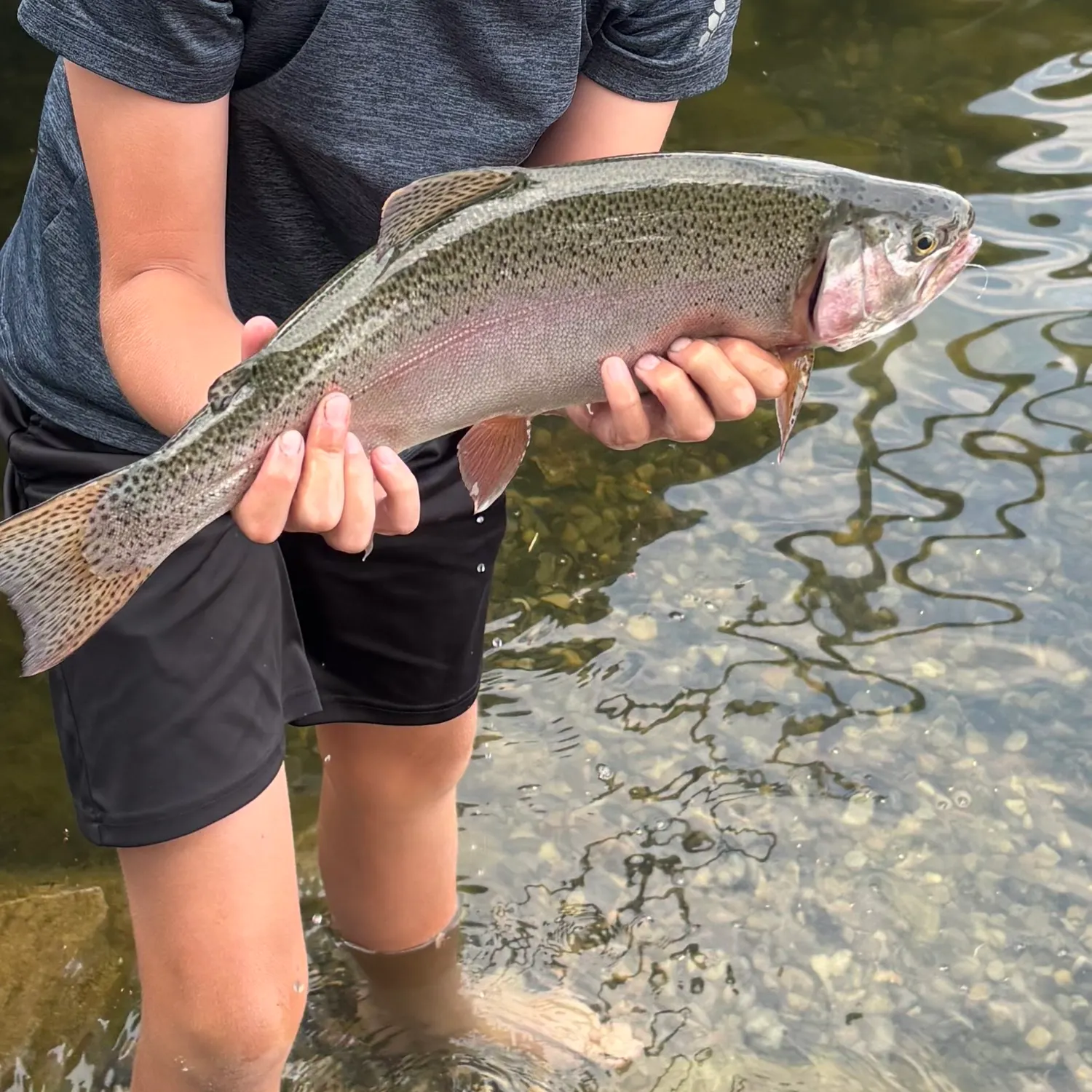 Rainbow trout caught on Fishbrain