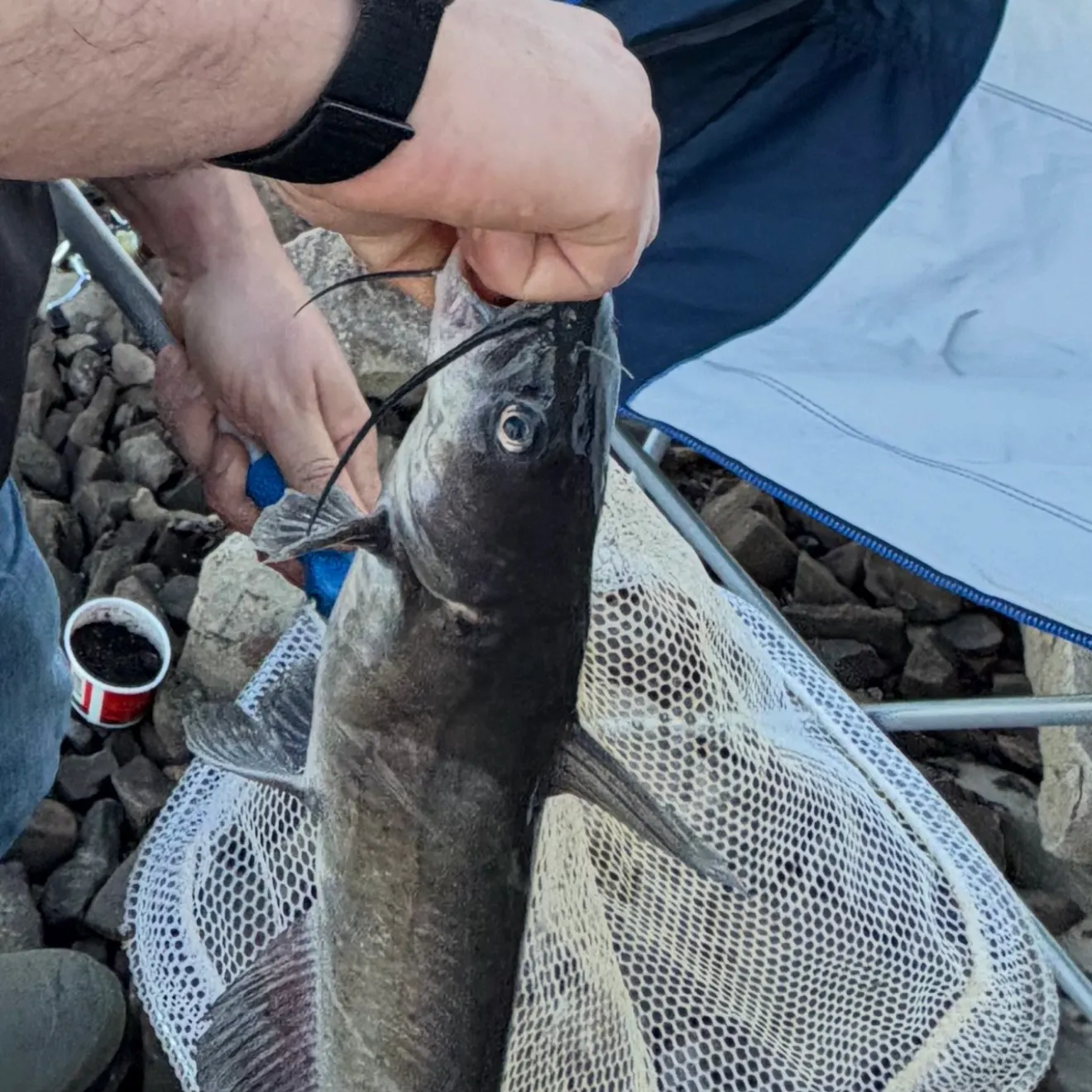 Channel catfish caught on Fishbrain
