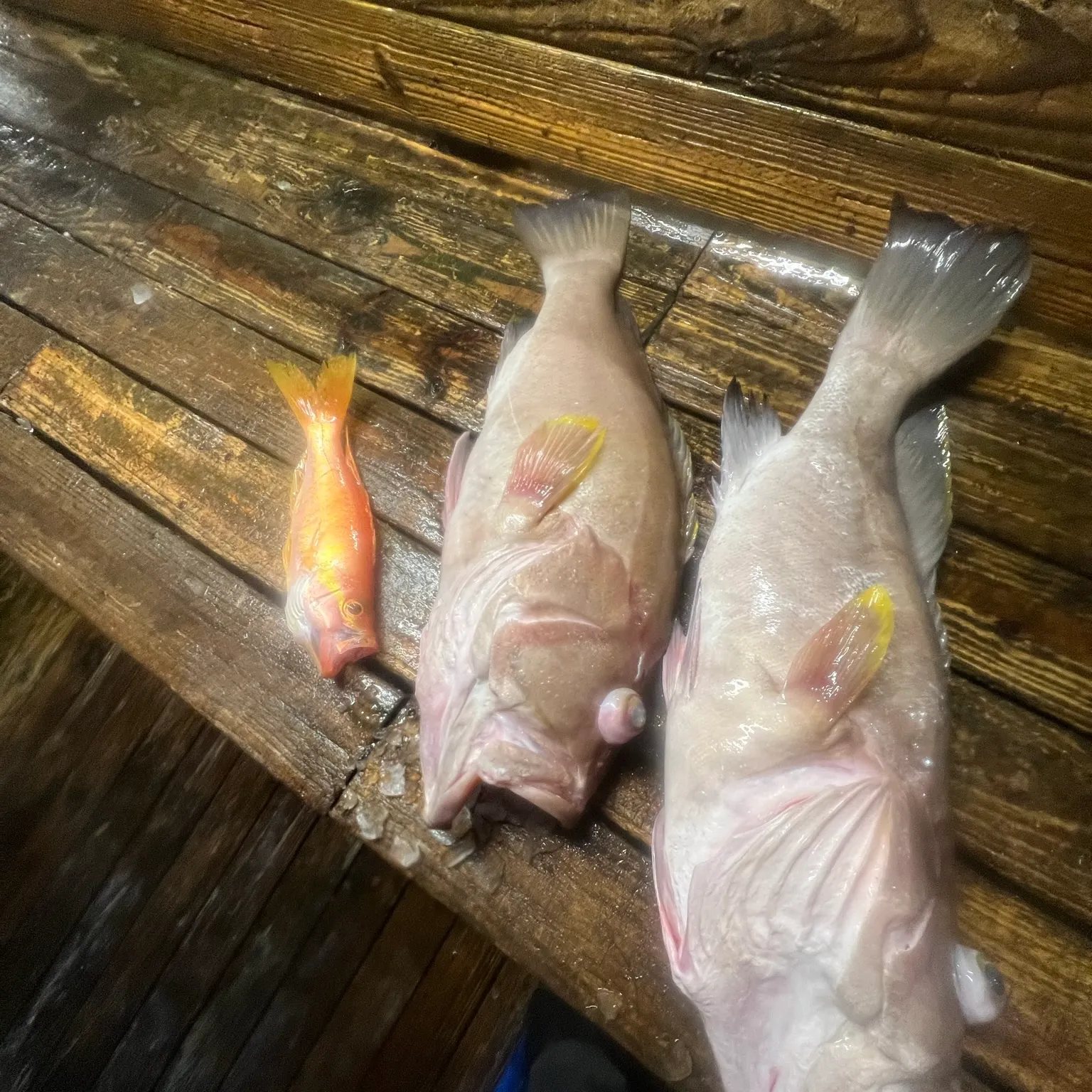 The most recent Snowy grouper catches on Fishbrain