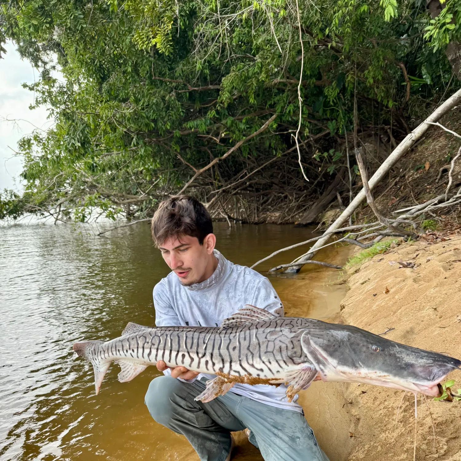 The most recent Barred sorubim catches on Fishbrain