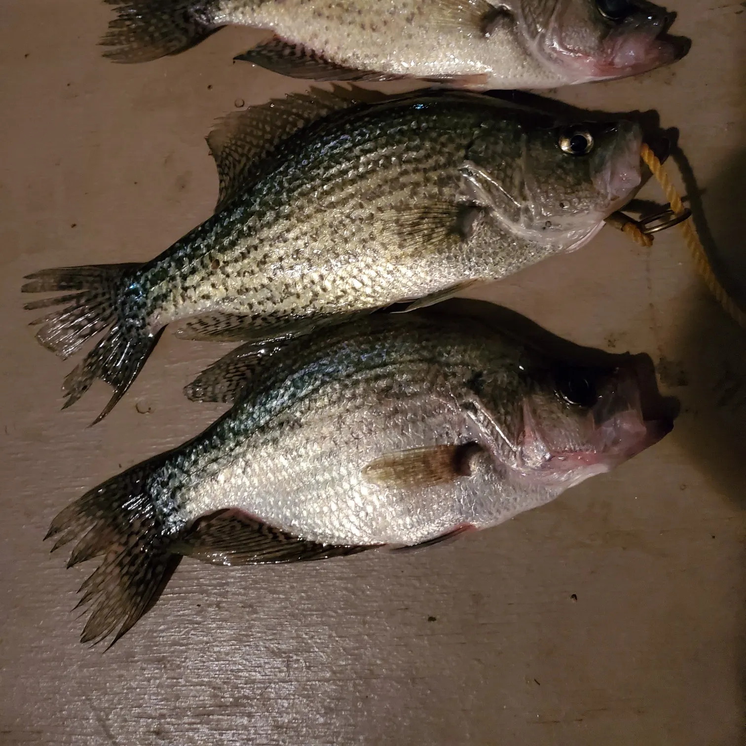 recently logged catches