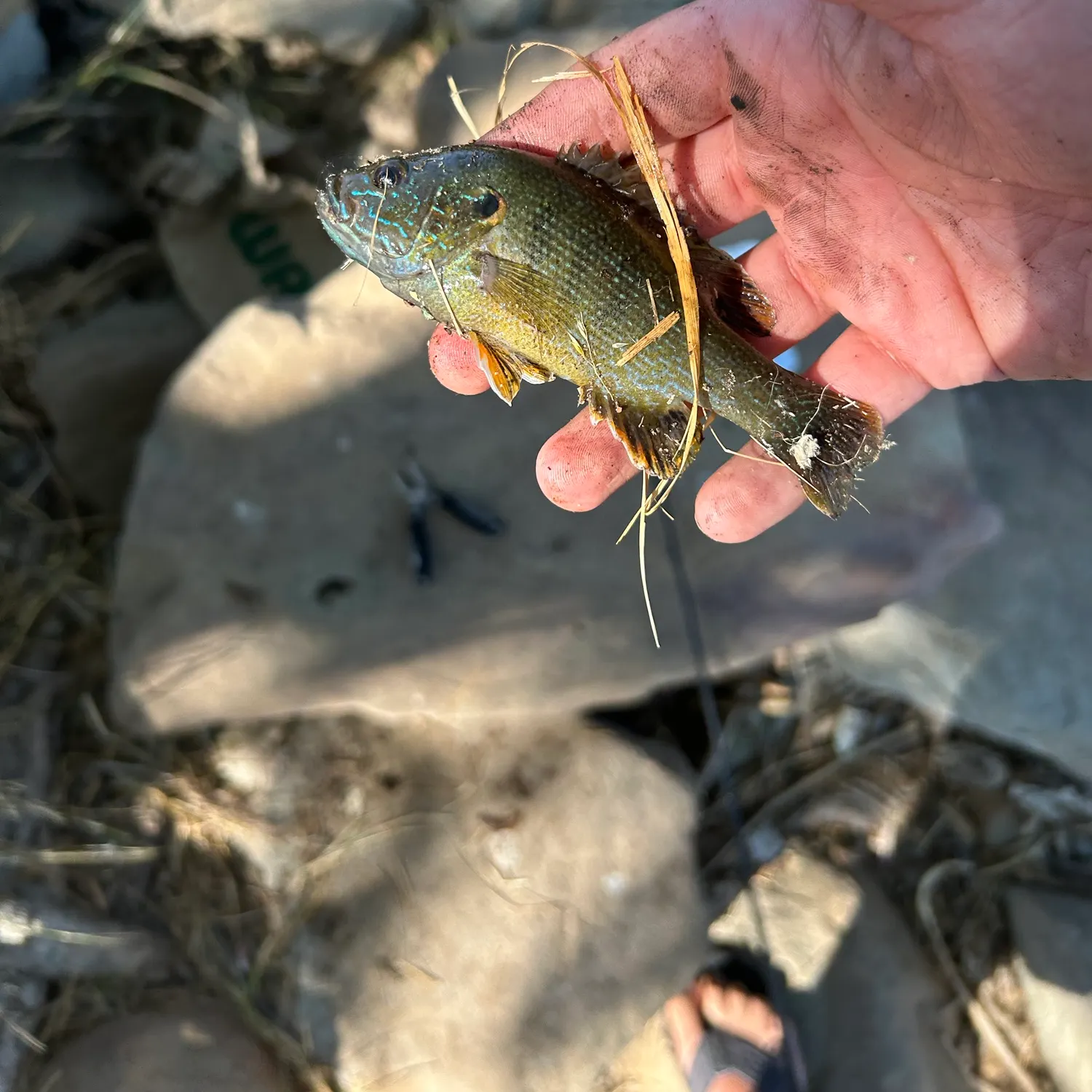 catch