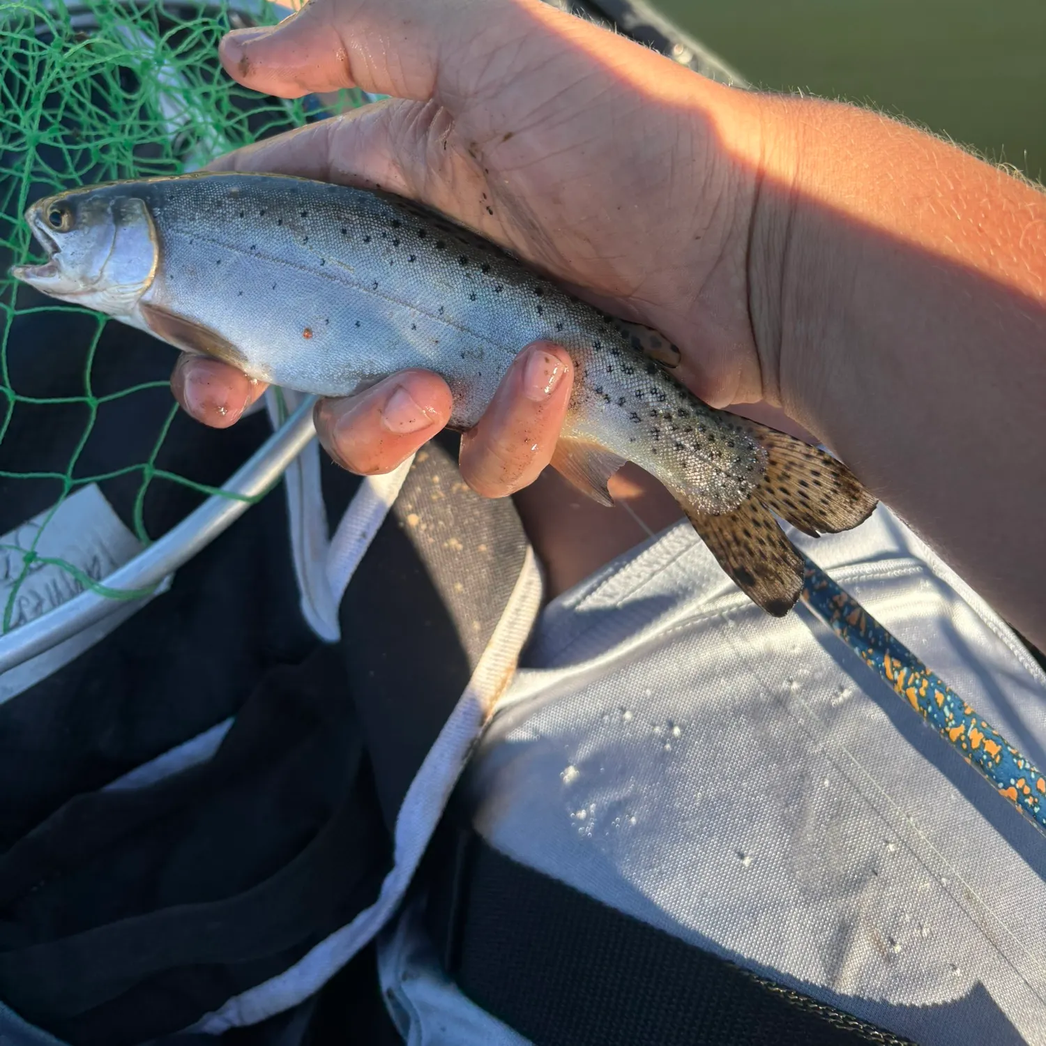 Bonneville cutthroat trout caught on Fishbrain