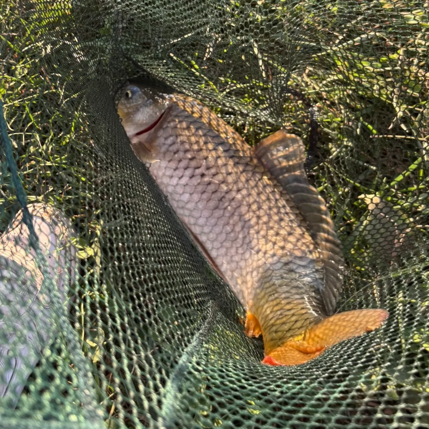Common carp caught on Fishbrain