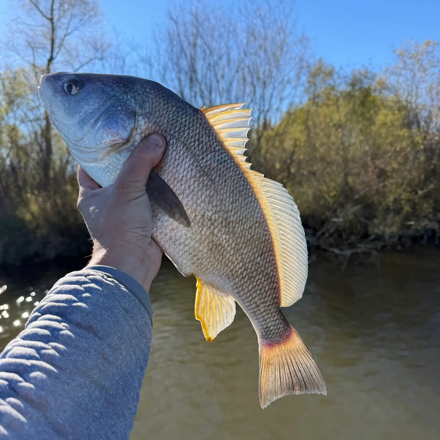 Freshwater drum caught on Fishbrain