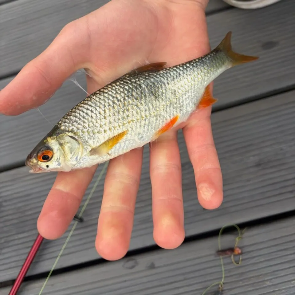 Common roach caught on Fishbrain