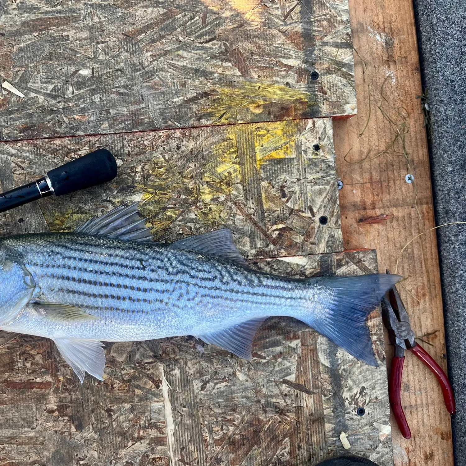 recently logged catches
