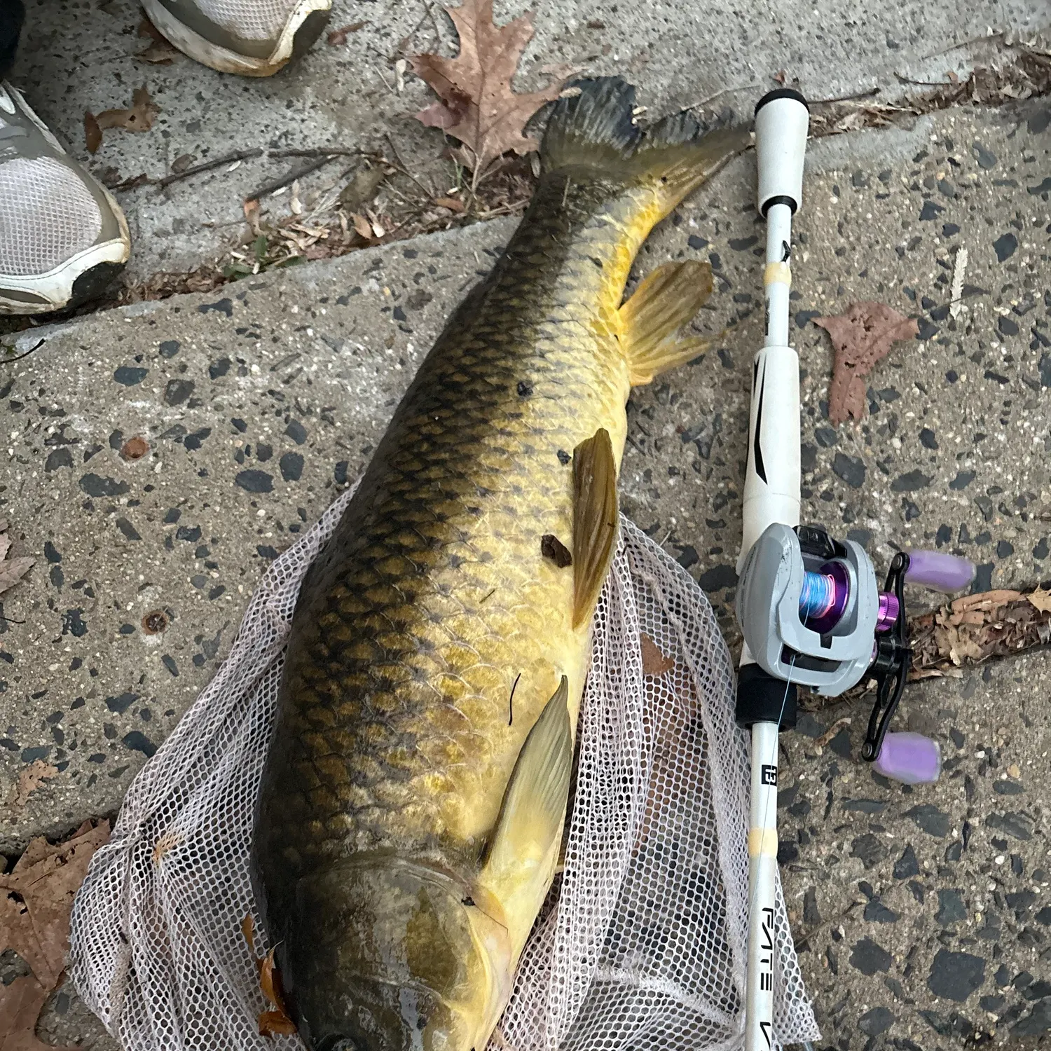 Common carp caught on Fishbrain