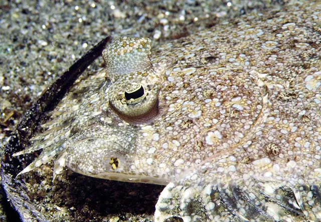 Leopard flounder