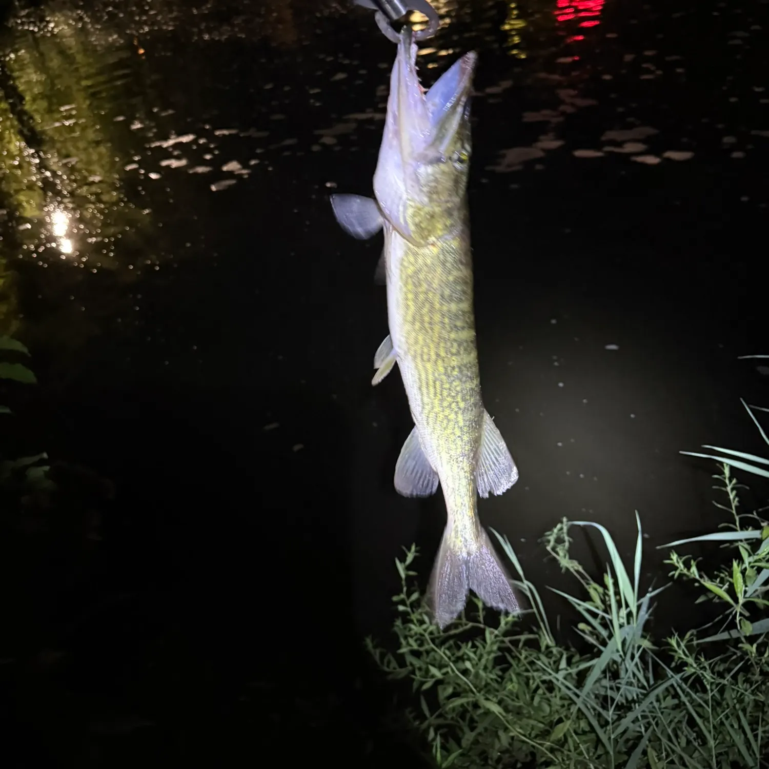 Chain pickerel caught on Fishbrain