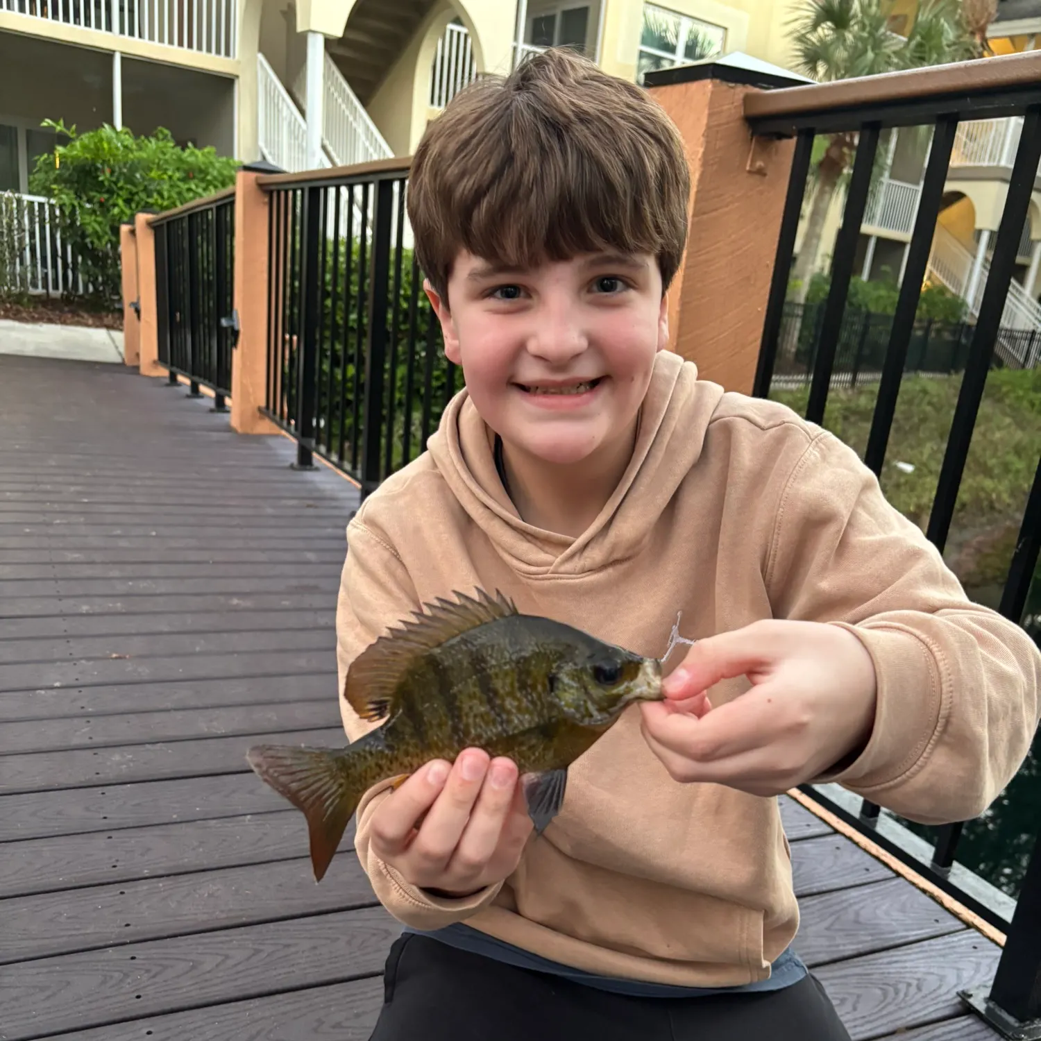 The most recent Bluegill x longear sunfish catches on Fishbrain