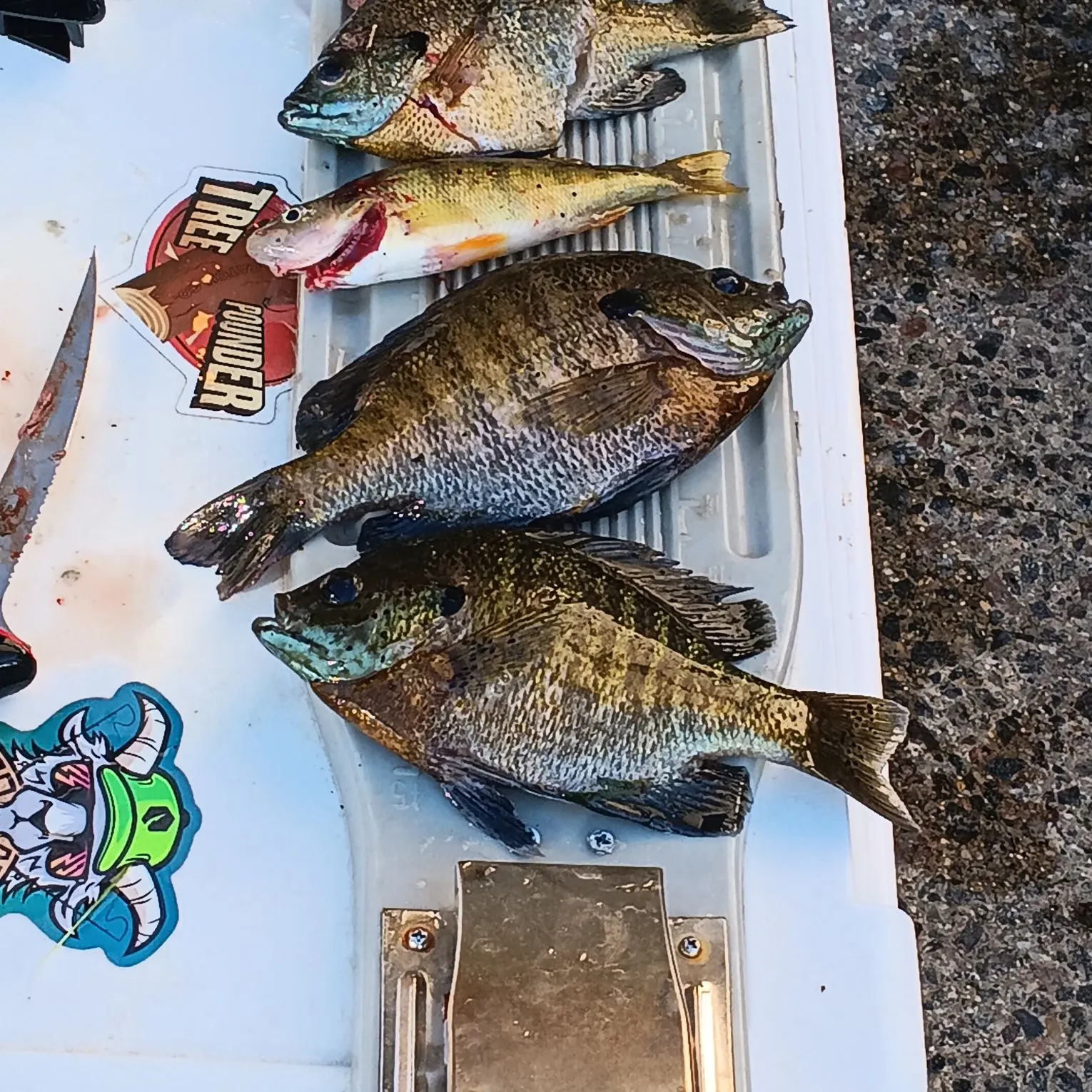 recently logged catches