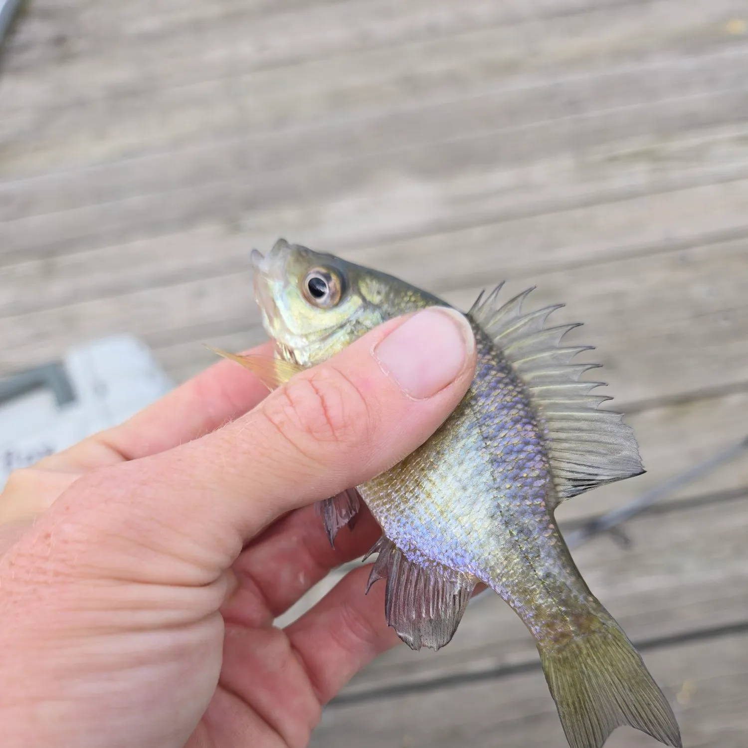 Bluegill caught on Fishbrain