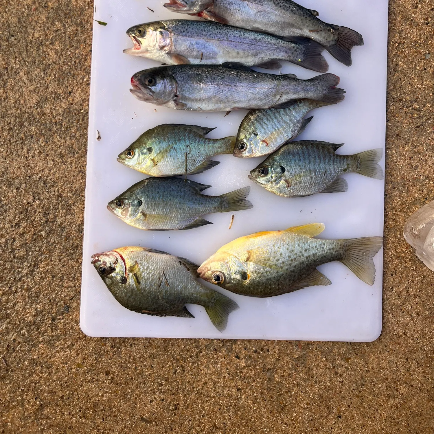 recently logged catches