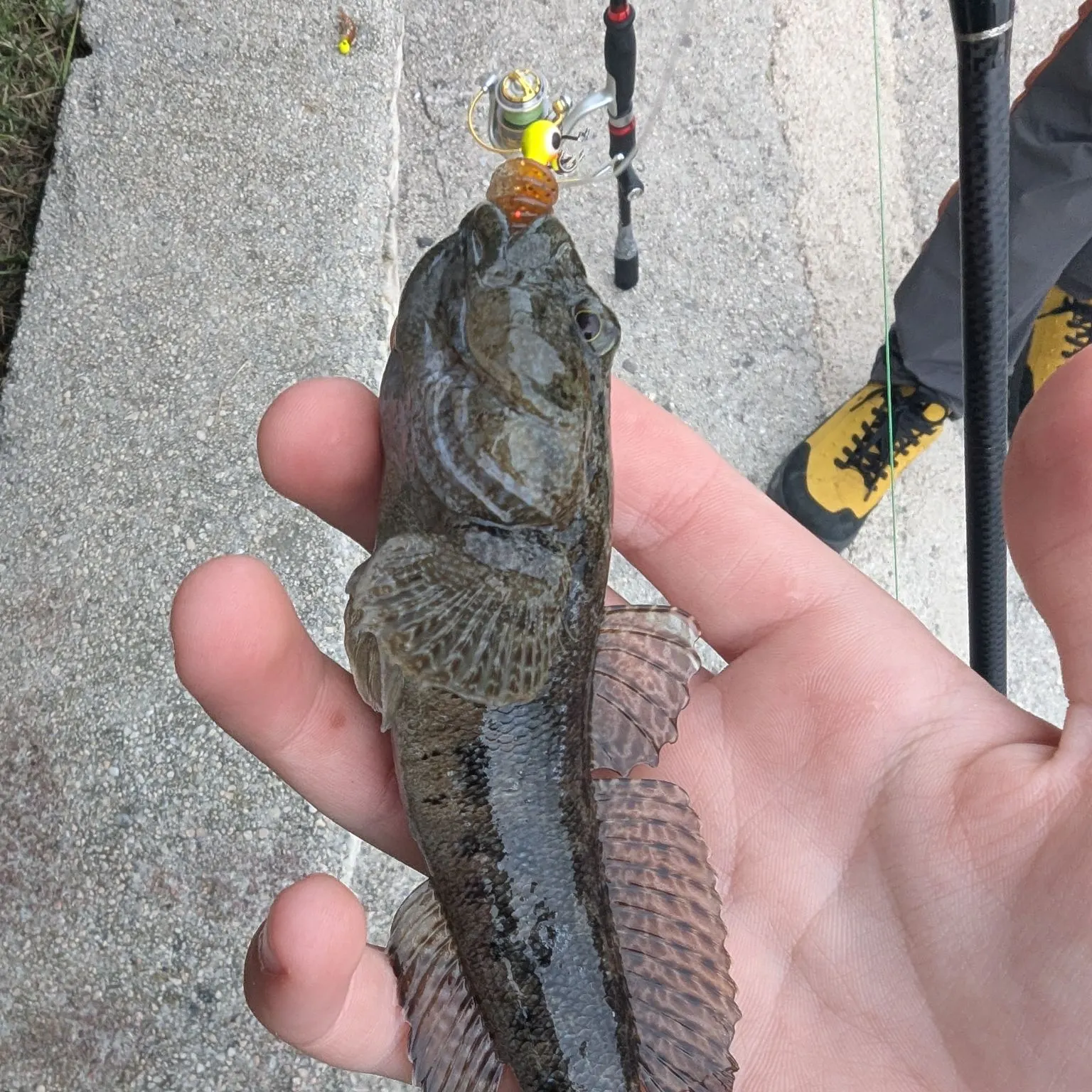 The most recent Sand goby catches on Fishbrain