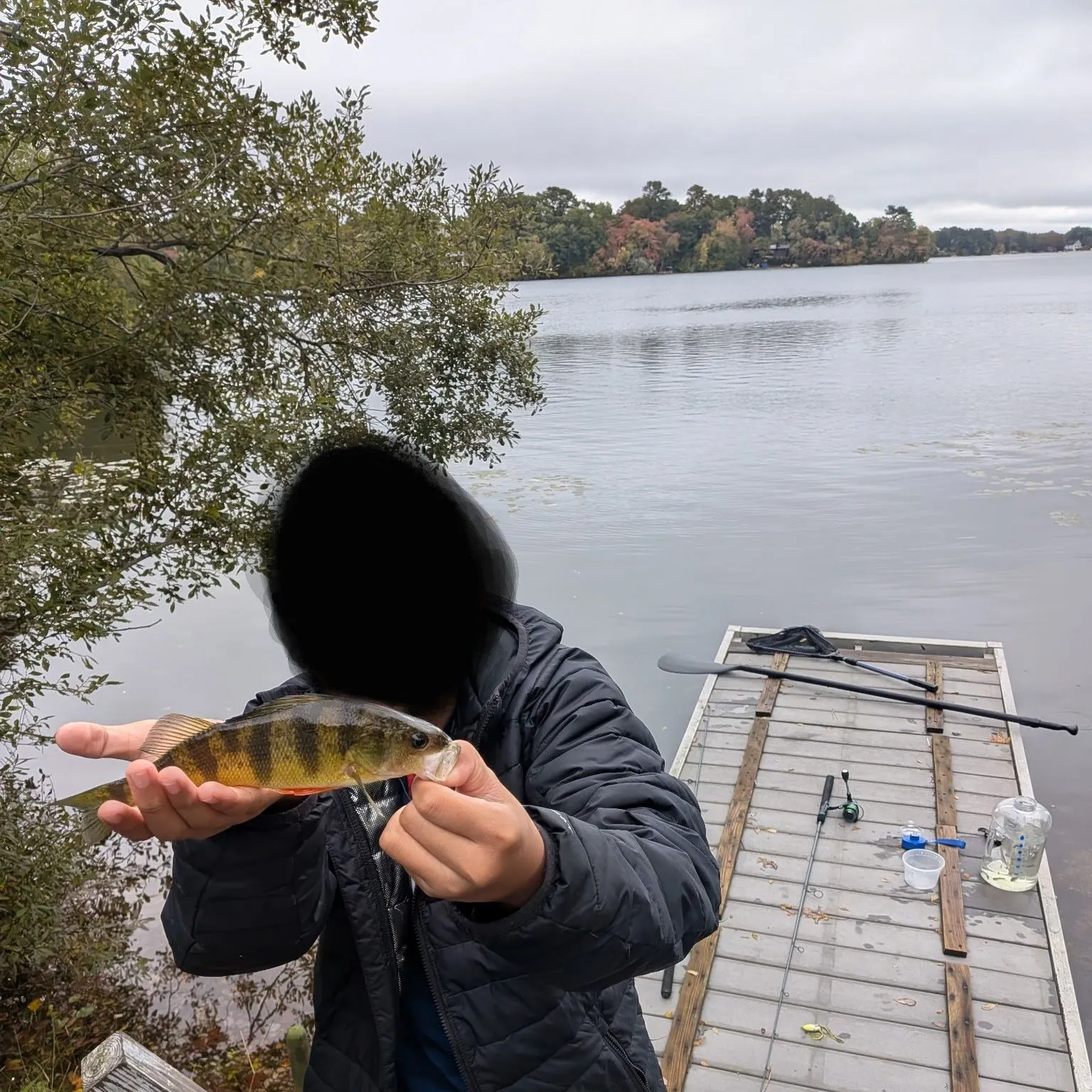 Yellow perch caught on Fishbrain