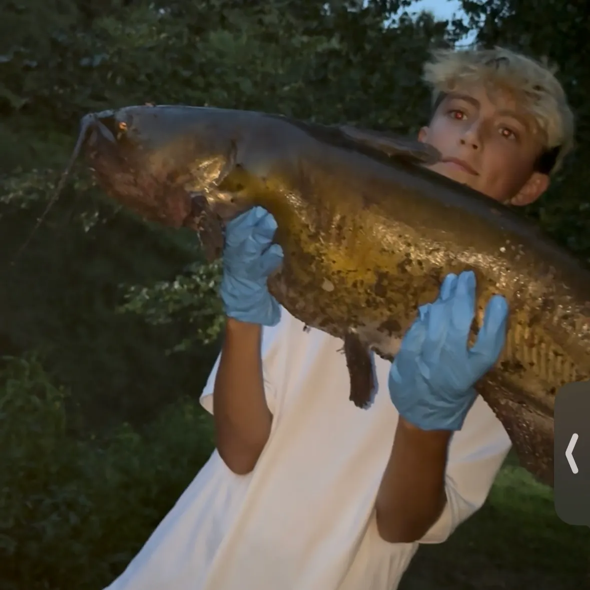 Channel catfish caught on Fishbrain