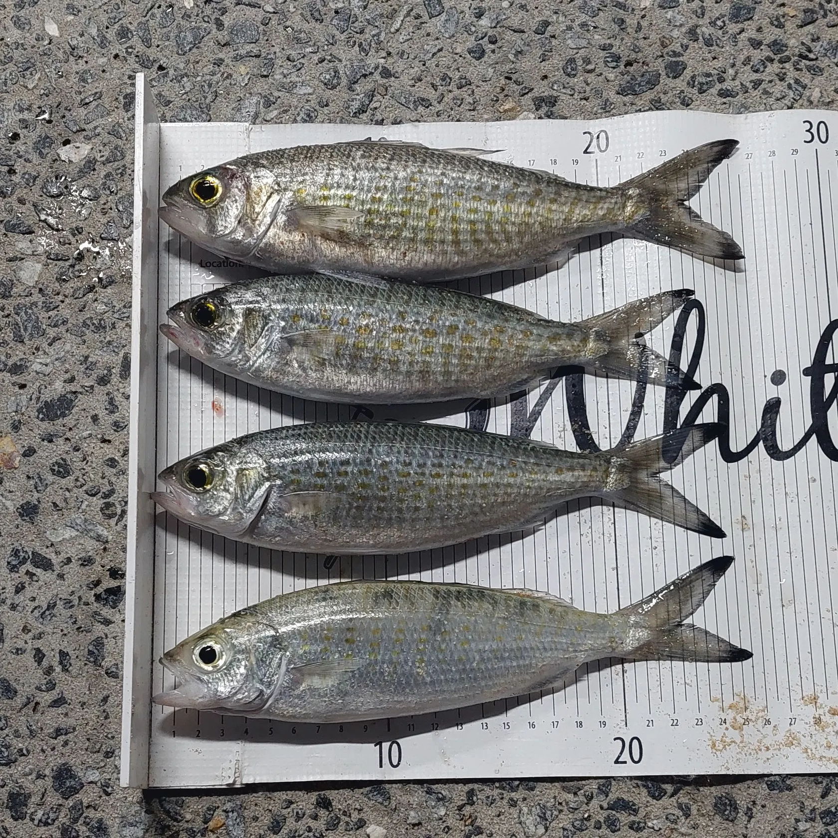 The most recent Australian ruff catches on Fishbrain