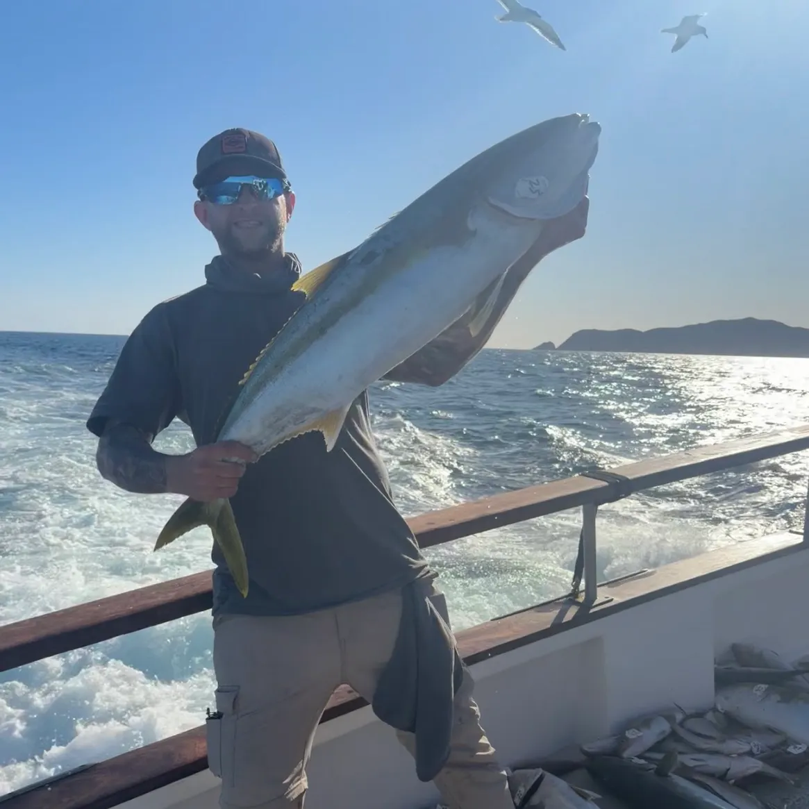 The most recent California yellowtail amberjack catches on Fishbrain