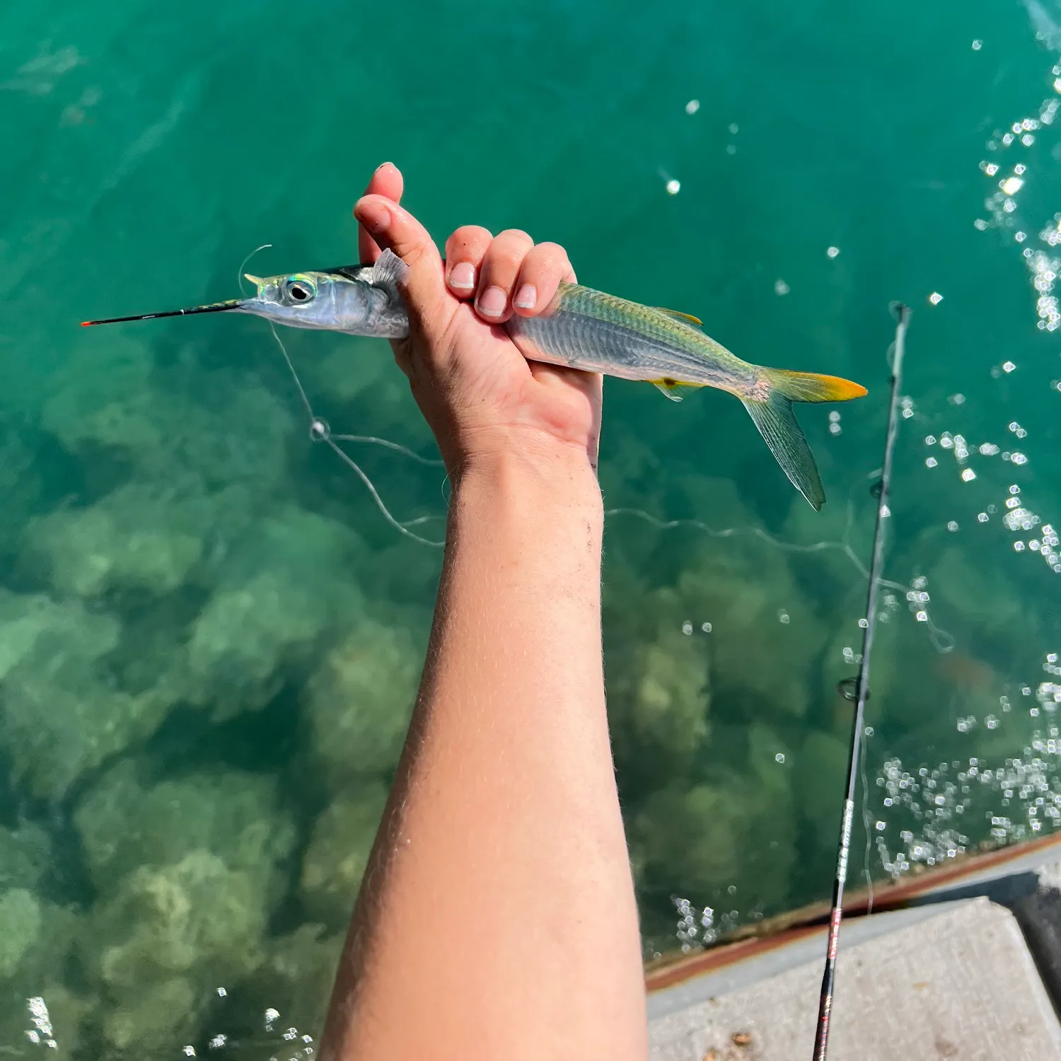 The most recent Ballyhoo halfbeak catches on Fishbrain