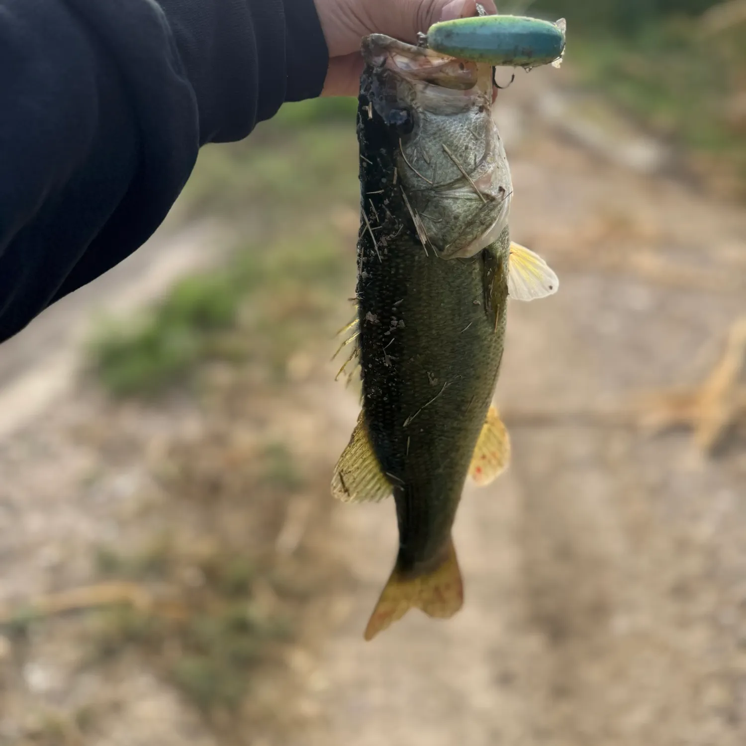 Fish caught on Fishbrain