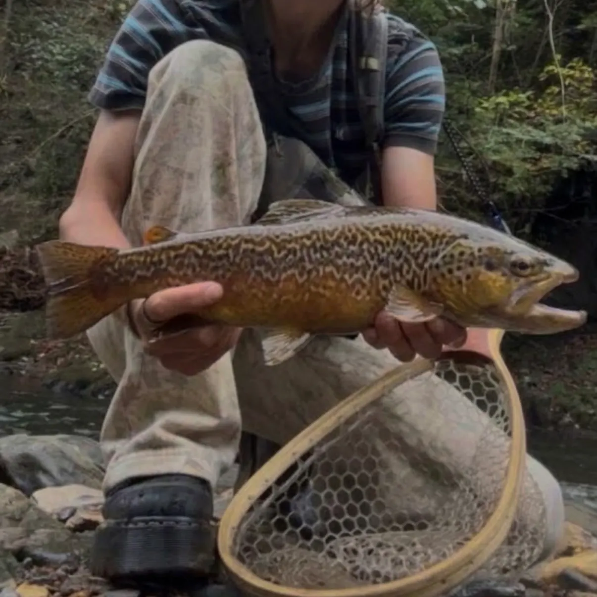 Tiger trout caught on Fishbrain