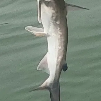 The most recent Hardhead sea catfish catches on Fishbrain