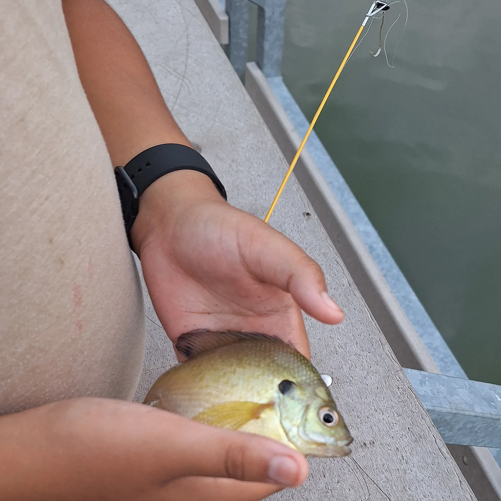 Bluegill caught on Fishbrain
