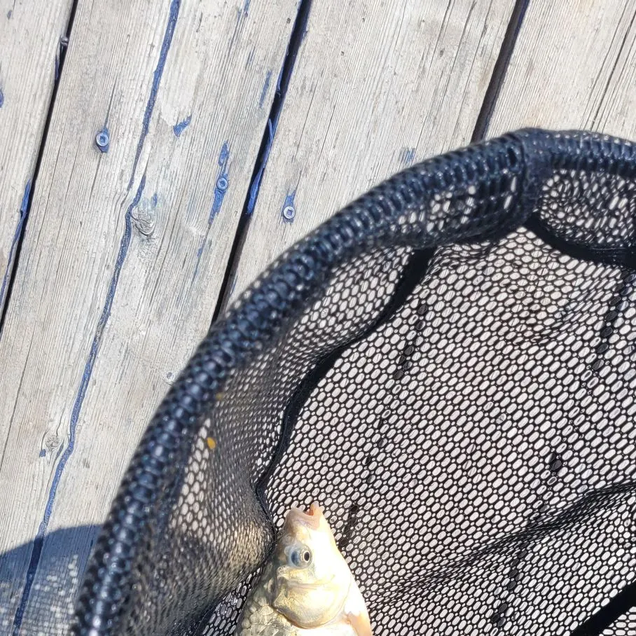 The most recent F1 carp catches on Fishbrain
