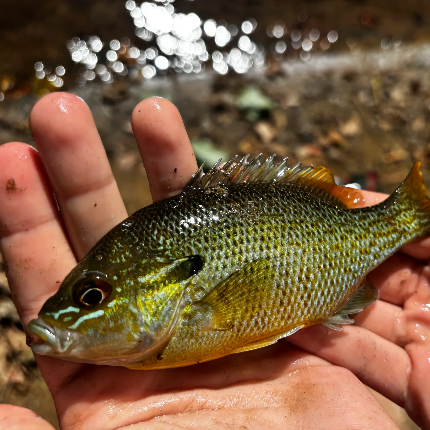 Green sunfish caught on Fishbrain