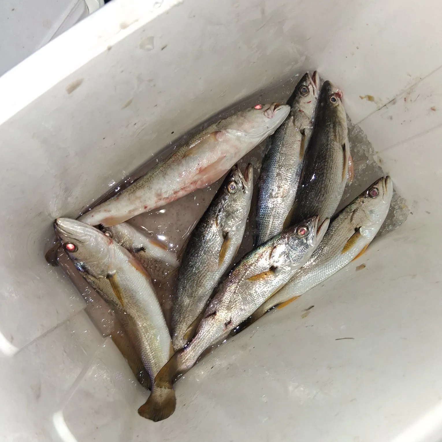 Sand seatrout caught on Fishbrain
