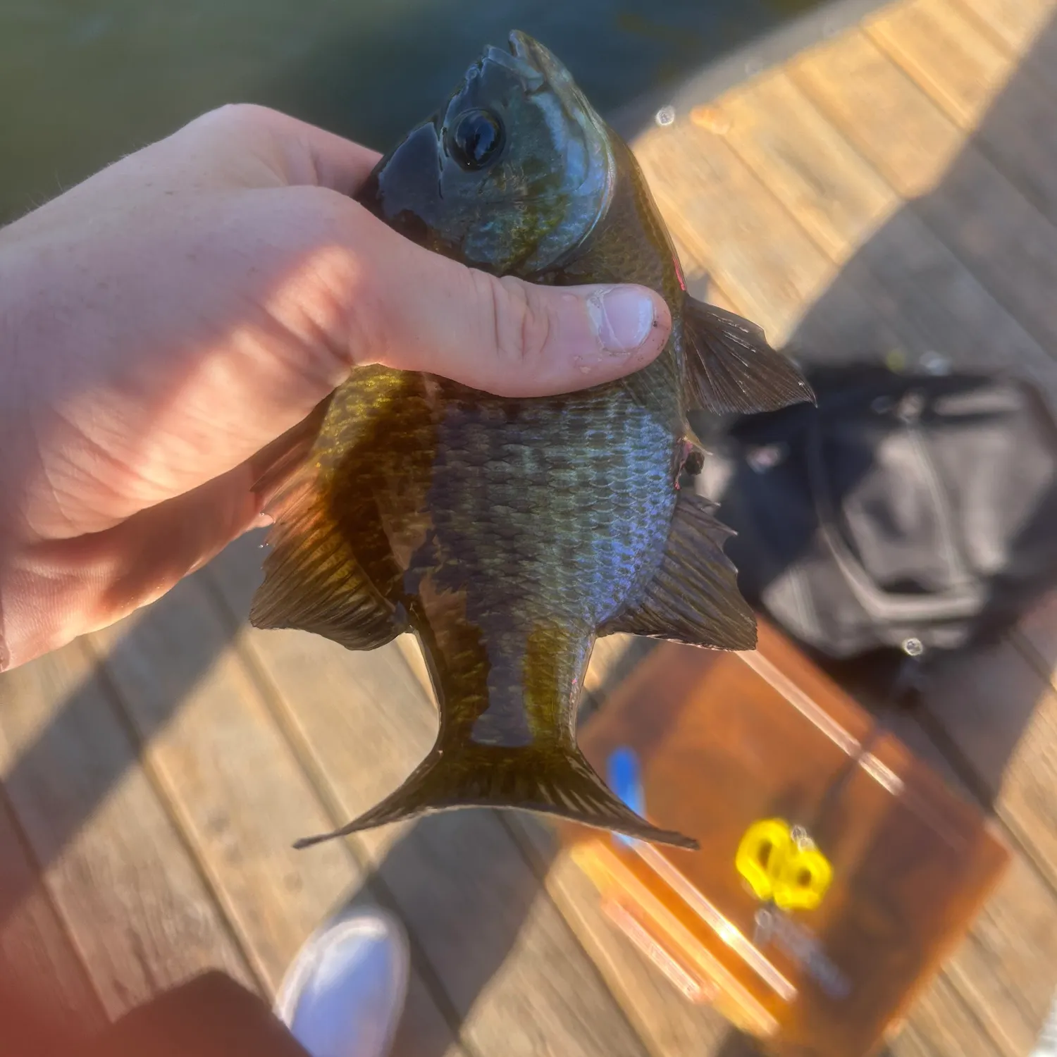 Bluegill caught on Fishbrain